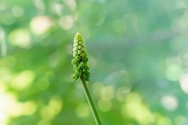 Güneşli Yeşillik Bokeh Arkaplanda Serpiştirilmiş Narin Bir Çiçek — Stok fotoğraf