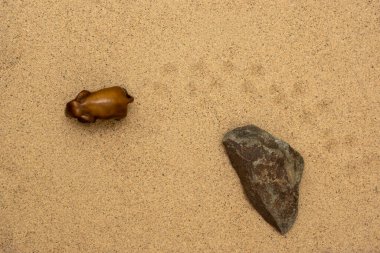 Fil, kayanın yanındaki kumlar boyunca gezinir.