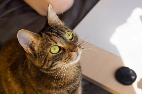 Красива Кішка Великими Уважними Очима Увага — стокове фото