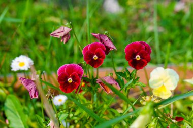 Öğleden sonra çiçek tarhında üç kırmızı menekşe çiçeği