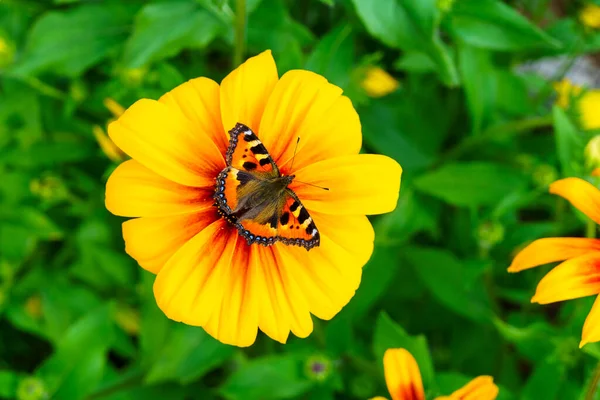 Ласточковая Бабочка Питается Нектаром Цветка Рудбекии — стоковое фото