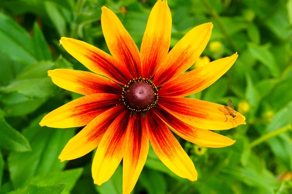 Florescendo Bela Flor Rudbeckia Peludo Jardim — Fotografia de Stock