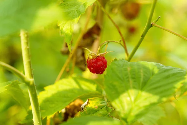 Wild Raspberries Ripen Bush Sunny Day — Stock Photo, Image