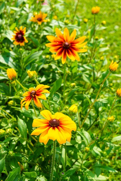 花壇の素晴らしい毛深いルデキアの花 — ストック写真