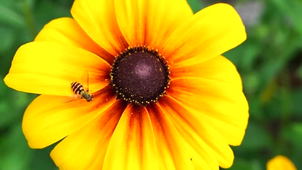 Wespe Fliegt Zeitlupe Von Einem Blütenblatt Der Rudbeckia Blüte Zum — Stockvideo