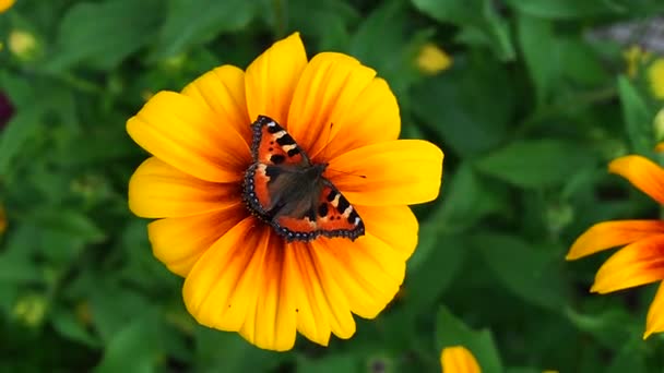 Красива Ластівка Метелик Квітка Рудбекії — стокове відео