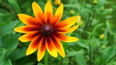 Rudbeckia çiçeklerini açık havada kayan kamera görüntüsü