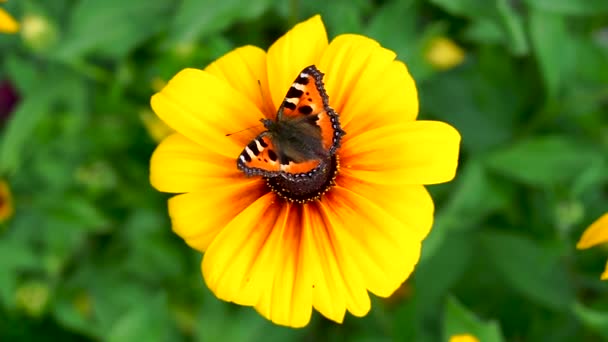 Alimentación Mariposa Swallowtail Rudbeckia Flor Cámara Lenta — Vídeo de stock