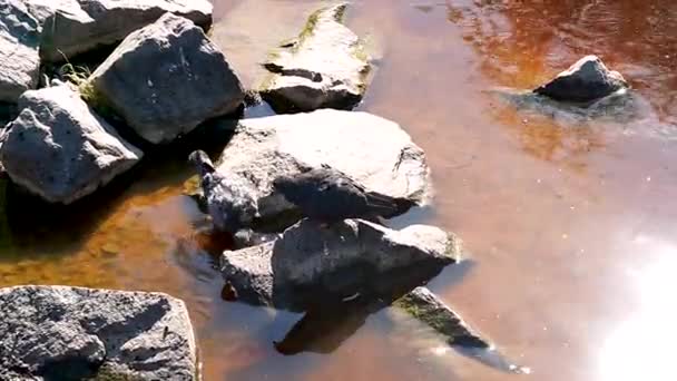 Las Palomas Bañan Arroyo Día Anormalmente Caluroso Verano — Vídeos de Stock