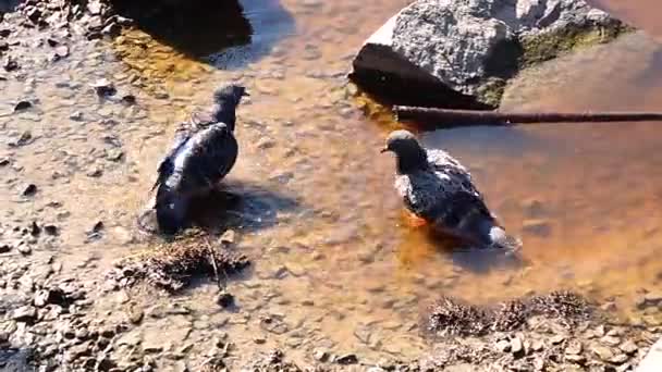 Palomas Baño Arroyo Uno Por Uno Día Anormalmente Caliente — Vídeos de Stock