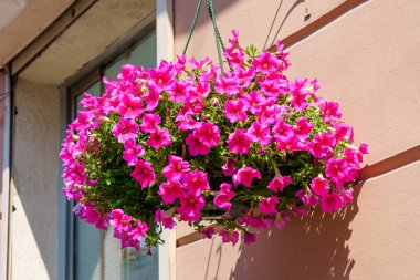 Güneşli bir günde duvarda asılı duran parlak petunya çiçekleri