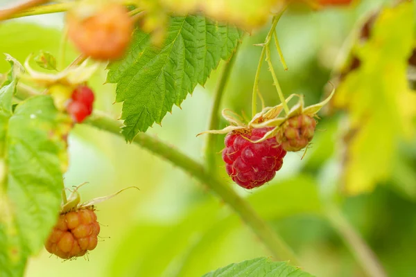 Raspberries Ripen Bush Sunny Day — Stock Photo, Image