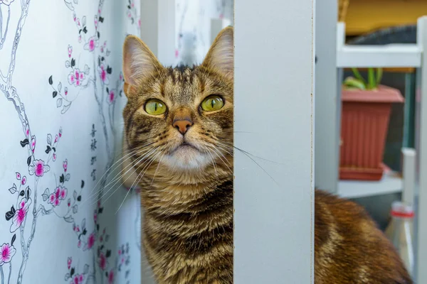 Focinho Gato Curioso Espreita Para Fora Interior Home Das Prateleiras — Fotografia de Stock