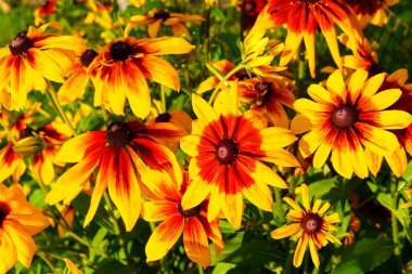 Rudbeckia çiçekleri güneşli bir yaz gününde kırsalda