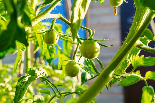 Pomodori Verdi Cespuglio Serra Fattoria Cibo Naturale — Foto Stock