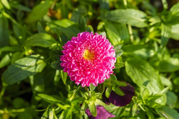 Flor Jovem Rosa Aster Luz Natural Livre Verão — Fotografia de Stock