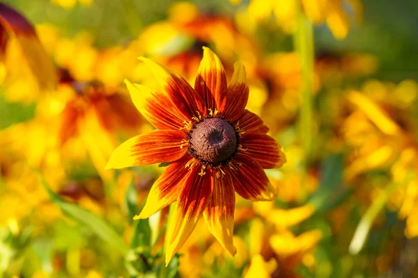 Flores Rudbeckia Brilhantemente Ardentes Dia Ensolarado Livre — Fotografia de Stock