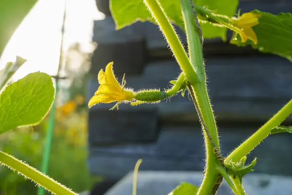 Fiori Impianto Cetriolo Serra Presto Diventeranno Cetrioli Naturali — Foto Stock