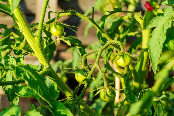 Small Green Tomatoes Grow Bush Greenhouse Natural Food Farm — Foto Stock