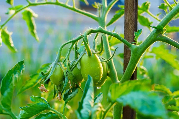 Pomodori Crescono Cespuglio Serra Fattoria Cibo Naturale — Foto Stock