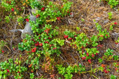 Lezzetli yaban mersini yazın sonunda yosunlarda kızarır.