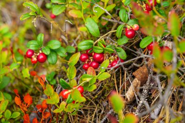 Vahşi bir çam ormanında doğal kırmızı yaban mersini.