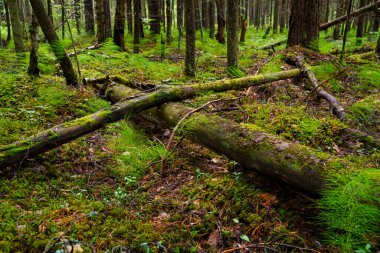 Eski sessiz, gölgeli çam ormanı yaz günü yosunlarla kaplanmış.