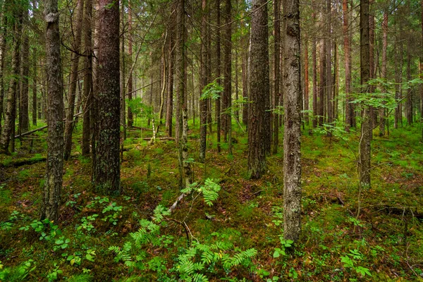 Forêt Tranquille Pins Ombragés Envahis Mousse Jour Été — Photo