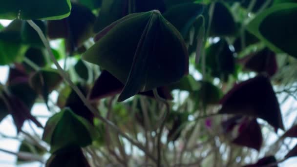 日の出とともに広がる花の葉のマクロタイムラプスメディア — ストック動画