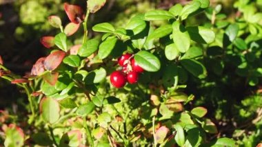 Lingonberry ormanı kapatıyor, kamera yavaş çekimde yaklaşıyor.