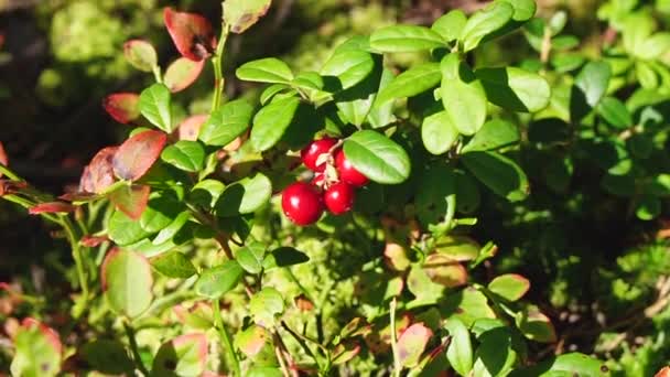 Lingonberry Floresta Perto Câmera Aproximar Câmera Lenta — Vídeo de Stock