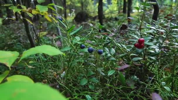 森林里的蓝莓和林莓 动作缓慢 — 图库视频影像