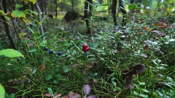 Βατόμουρα Και Βατόμουρα Στο Δάσος Αργή Κίνηση — Αρχείο Βίντεο