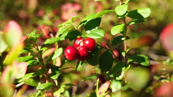 Lingonberry Matang Hutan Cerah Damai Pandangan Statis Dekat — Stok Video