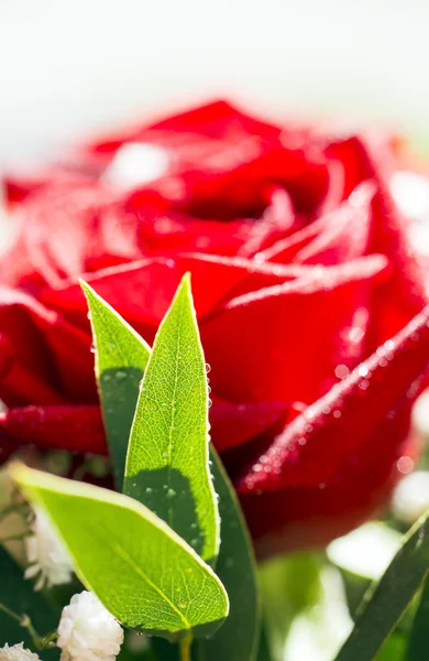 红玫瑰鲜花与露滴眼液 — 图库照片