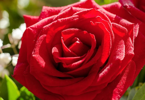 Red rose flower with drops — Stock Photo, Image