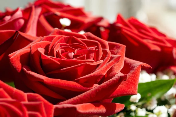 鲜艳的红玫瑰 — 图库照片