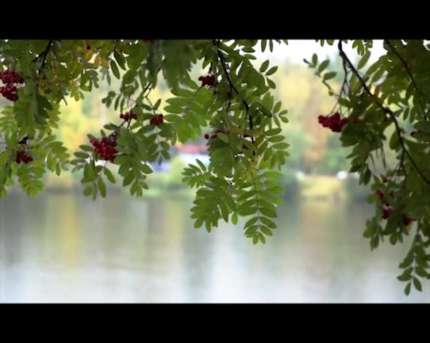 Rowan e il fiume nel paesaggio urbano sotto la pioggia in autunno — Video Stock