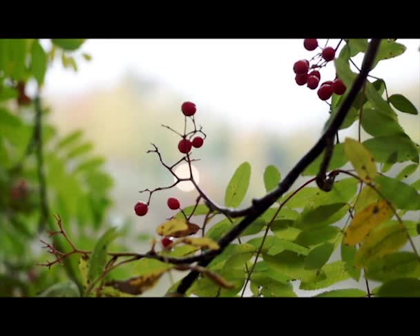 Vogelbeere in der Herbststadt — Stockvideo