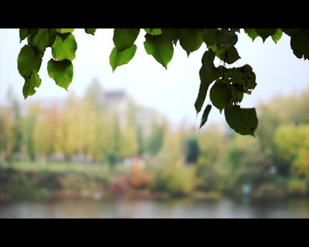 Berk verlaat in stadsgezicht onder regen in de herfst — Stockvideo