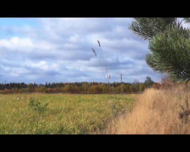 Autumn meadow — Stockvideo