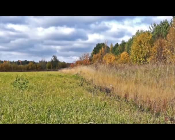 Pradera de otoño cerca del bosque — Vídeos de Stock