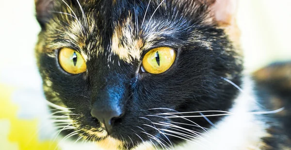 黄色い目をした猫の顔を閉じる — ストック写真