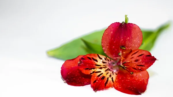 Flor de alstroemeria vermelha — Fotografia de Stock