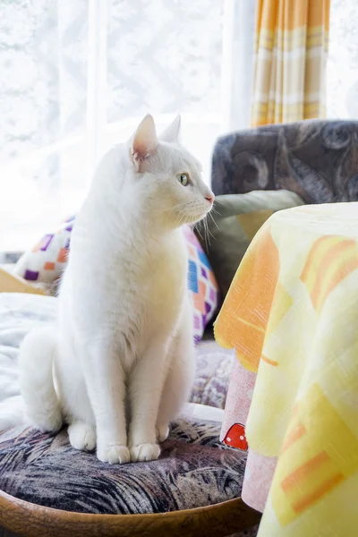 椅子の上の白い猫 — ストック写真