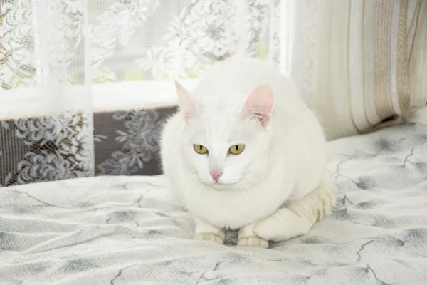 Gato branco bonito — Fotografia de Stock