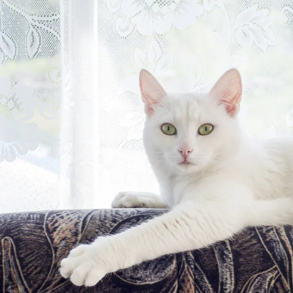 素敵な目の白猫 — ストック写真
