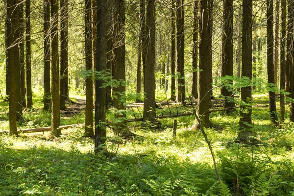 Pinède d'été — Photo