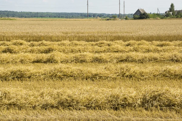 Das Bauernhaus auf dem Feld des reifen Weizens — Stockfoto