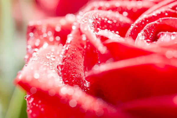 Red rose petals with dew drops — Stock Photo, Image